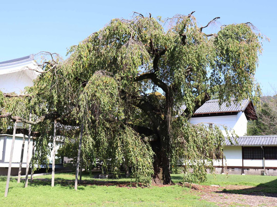 Daigo-ji Temple Reihokan-京都市必去景点