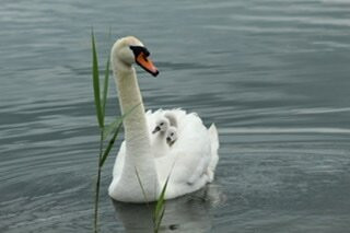 Ewijk旅游攻略图片