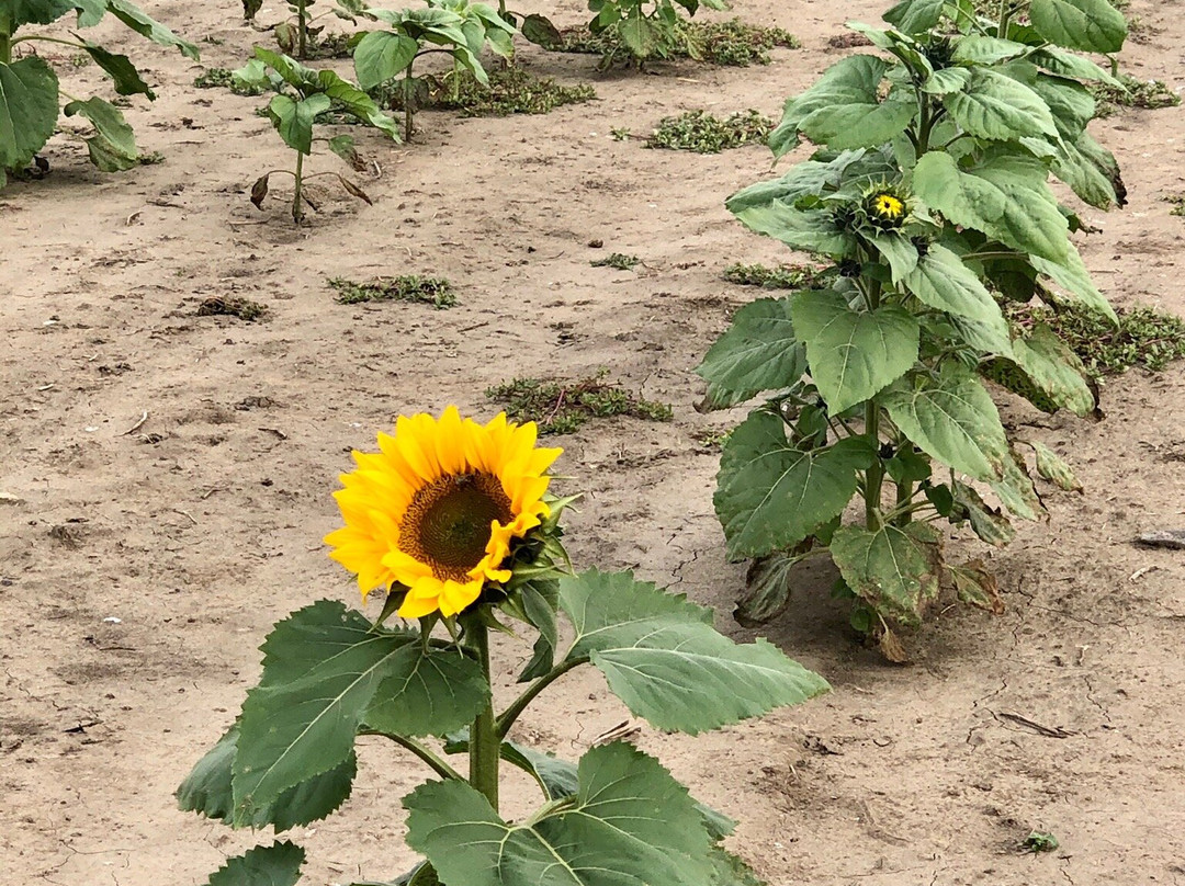 Stade's Farm and Market-McHenry必去景点