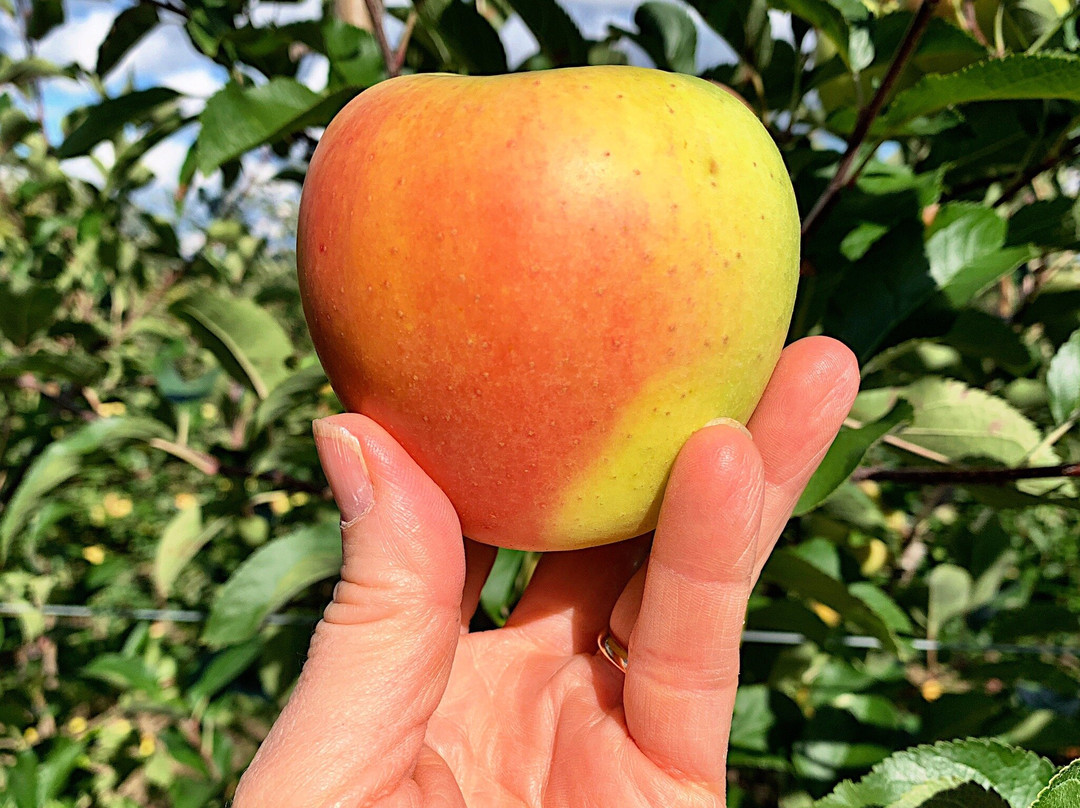 Apex Orchards-Shelburne Falls必去景点