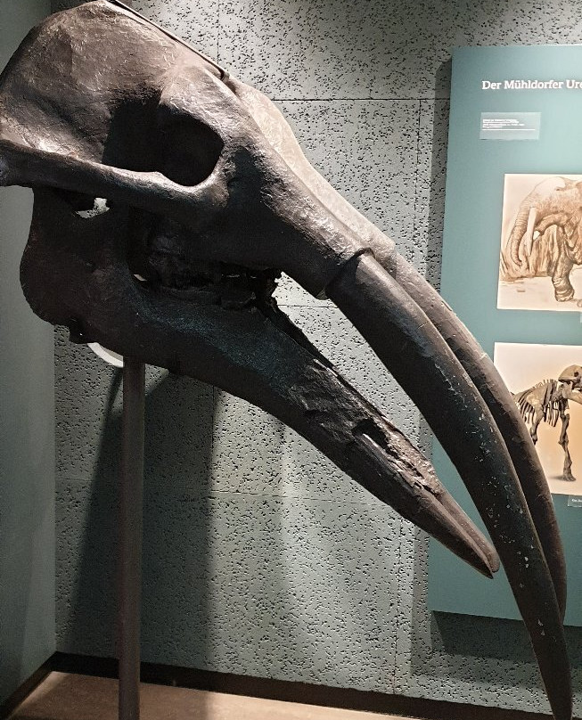 Südostbayerisches Naturkunde- und Mammut-Museum Siegsdorf-Siegsdorf必去景点