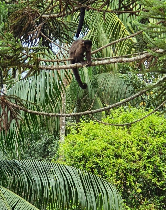 Gute Passeios-Itatiaia National Park必去景点