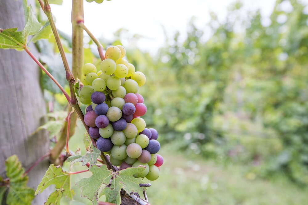 Bel Lago Winery景点图片