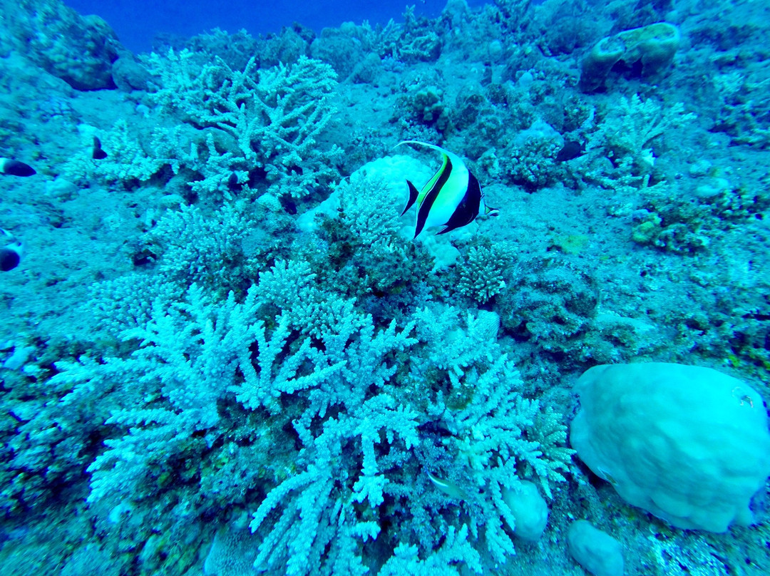 Scubananas Reunion Plongee-圣亮必去景点