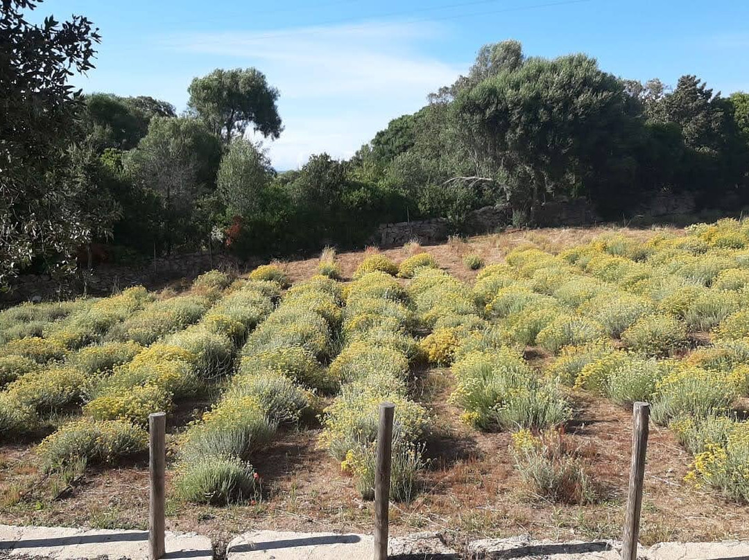 Erboristeria Officinale Sardegna-Luogosanto必去景点