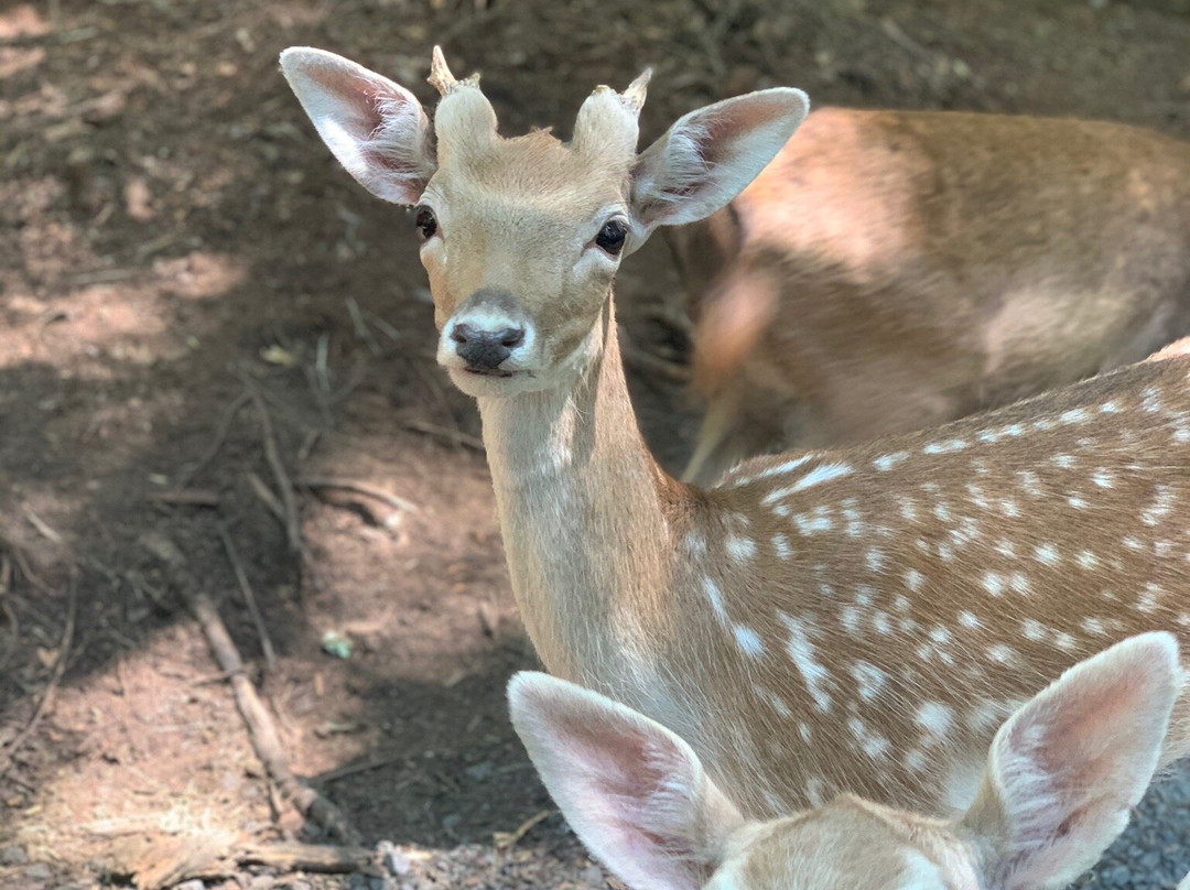 Adirondack Animal Land景点图片