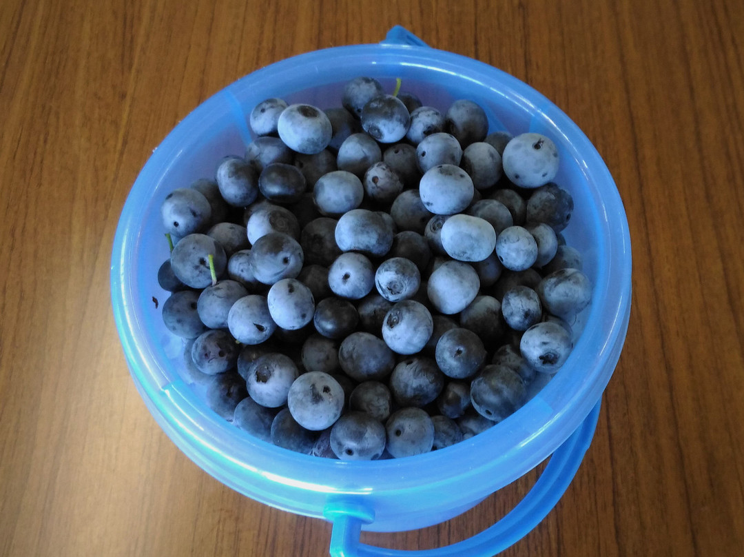 Ishiguro Blueberry Farm-稻城市必去景点