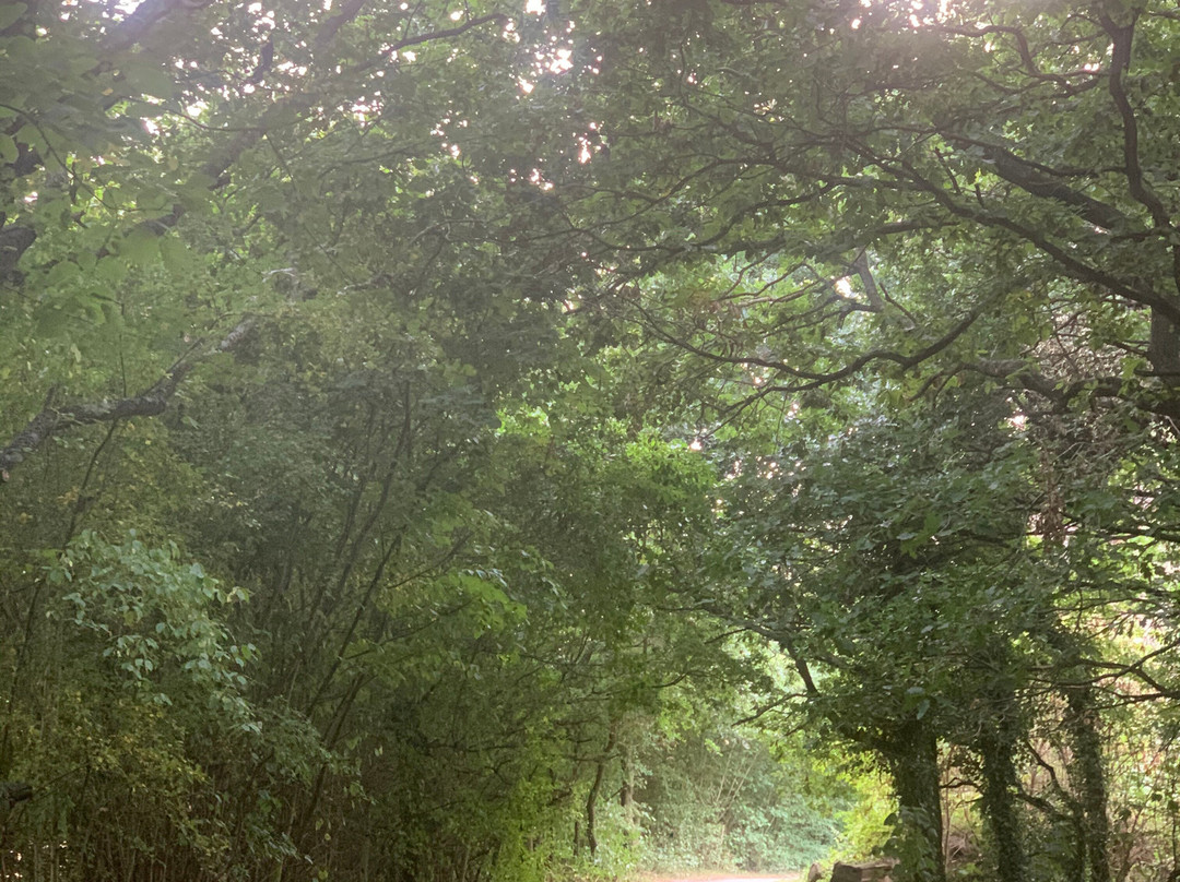 Manor Park Country Park景点图片