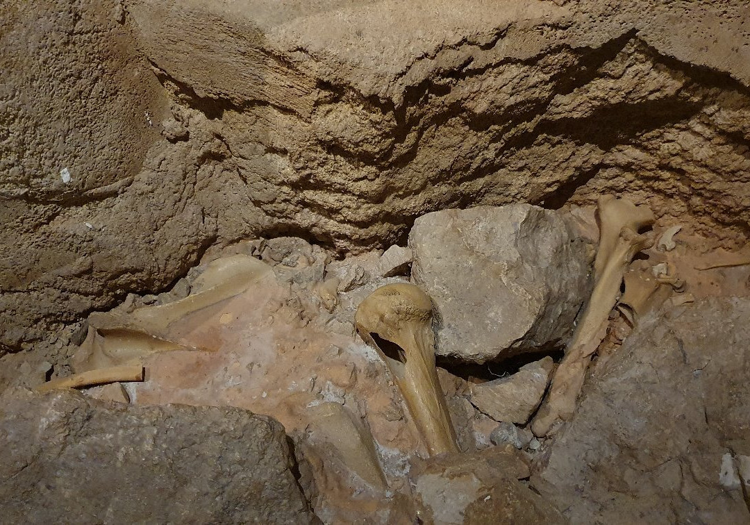 Musee De L'ours Des Cavernes景点图片