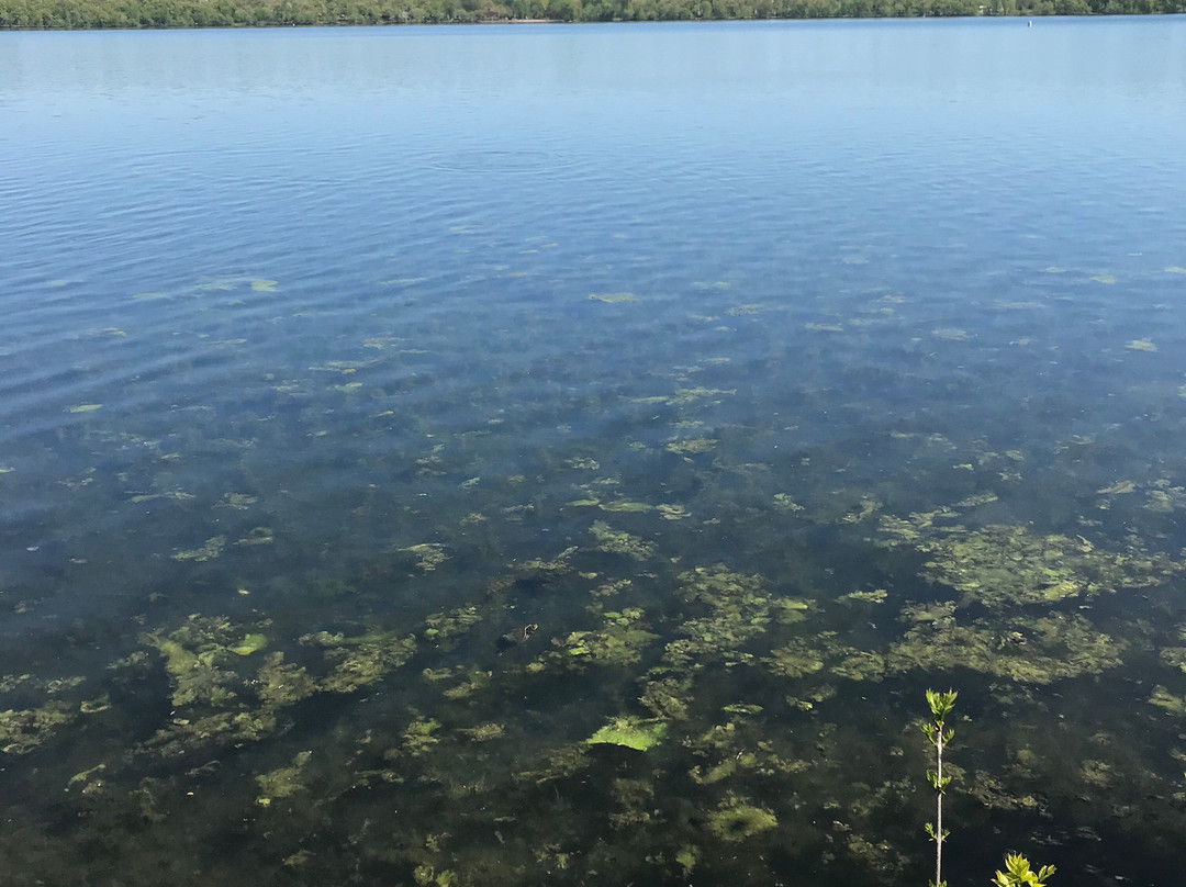 Lake Harriet-明尼阿波利斯必去景点