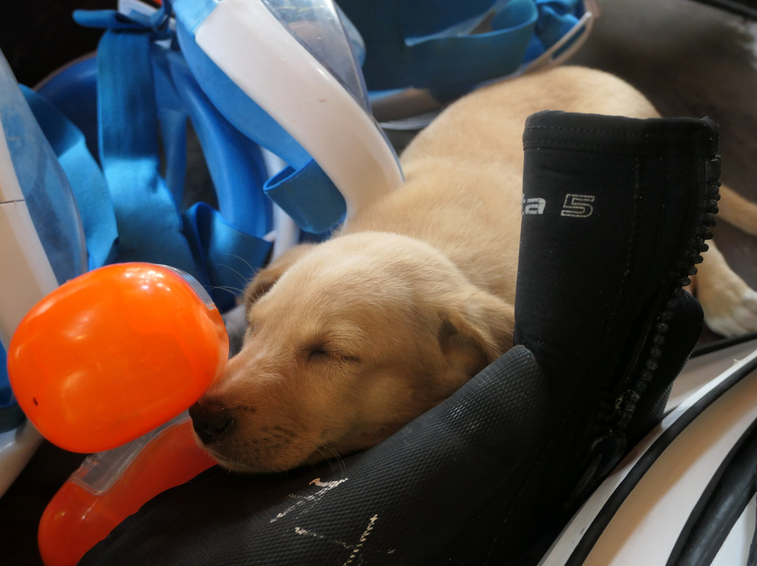 Aqua Nomad-哈夫洛克岛必去景点