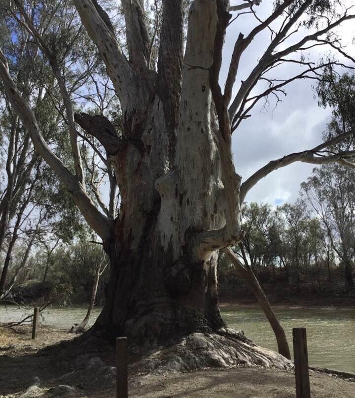 The Big Tree-Moulamein必去景点