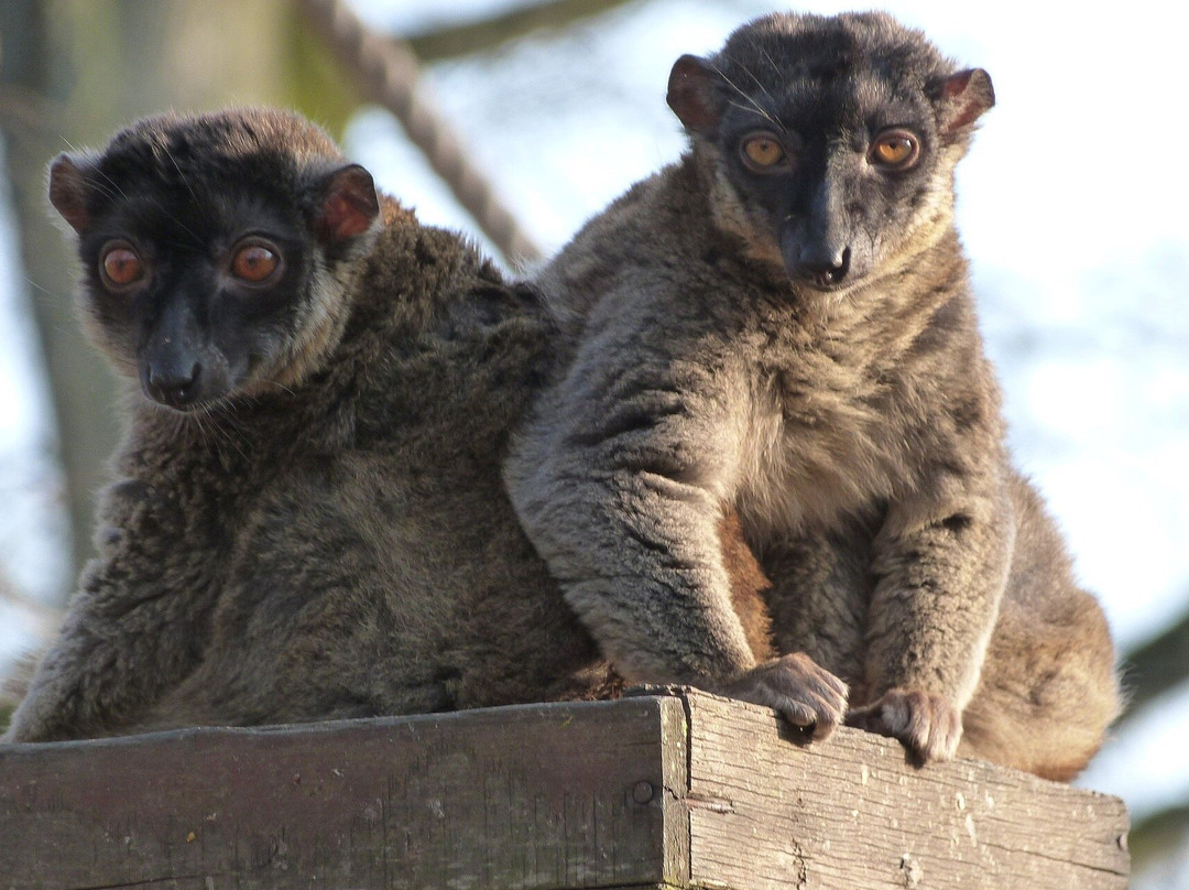 Across Africa Tours LLC-Mamoudzou必去景点