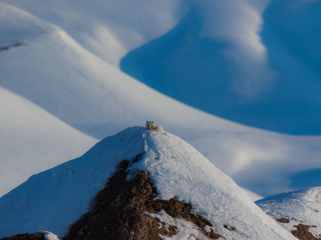 Arctic Wildlife Tours-朗伊尔城必去景点