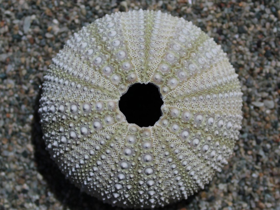 Point Michaud Beach景点图片