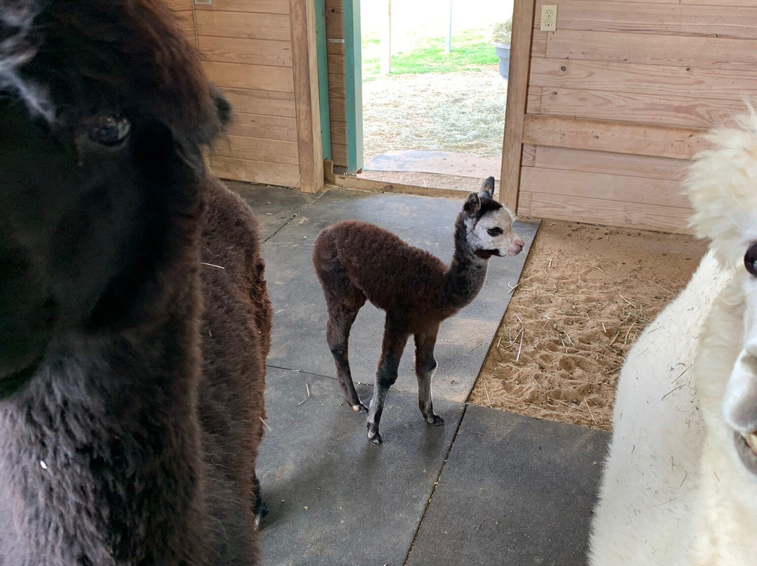 Peeka Ranch-Burton必去景点