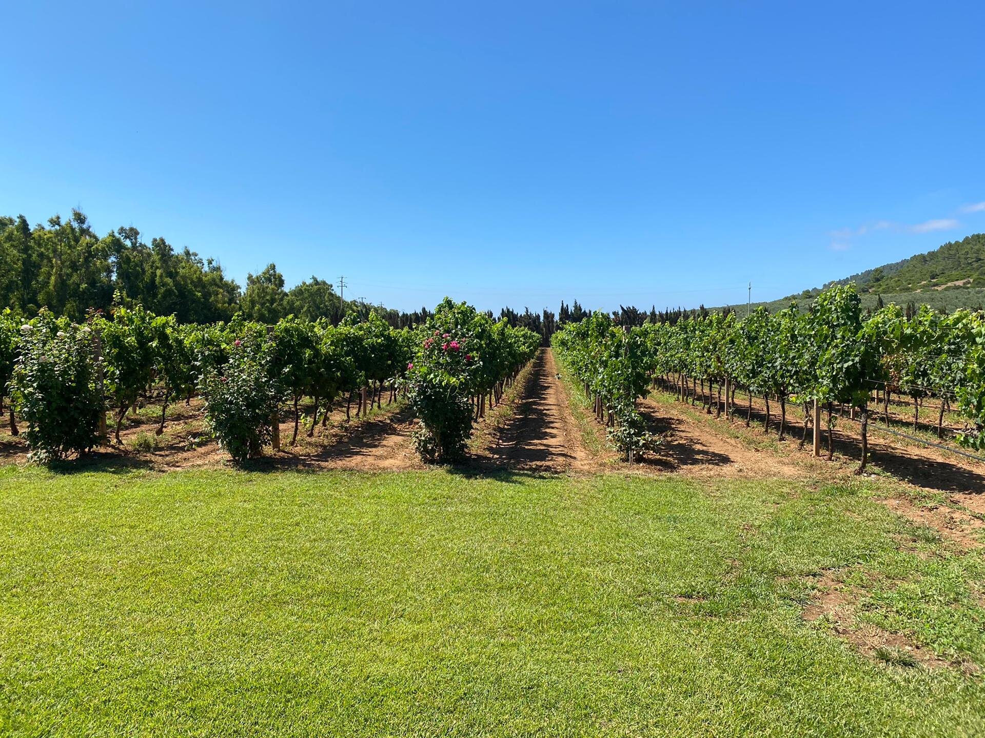 Wine Resort Leda' d'Ittiri-酒店景观