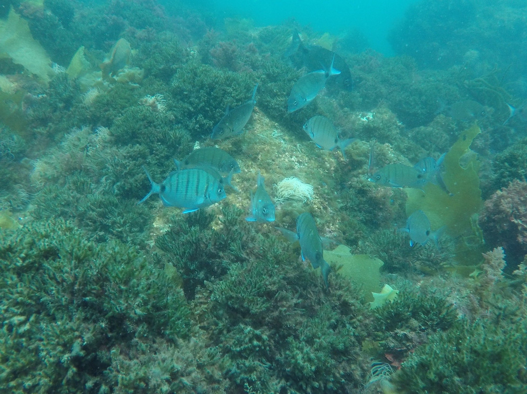 Haliotis Sesimbra-塞新布拉必去景点