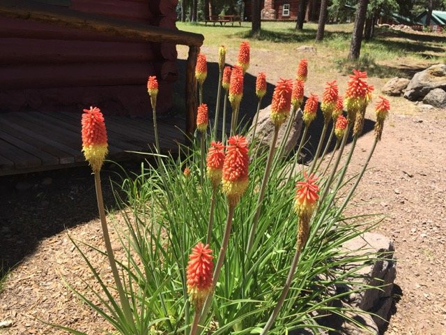 Hannagan Meadow Lodge主图