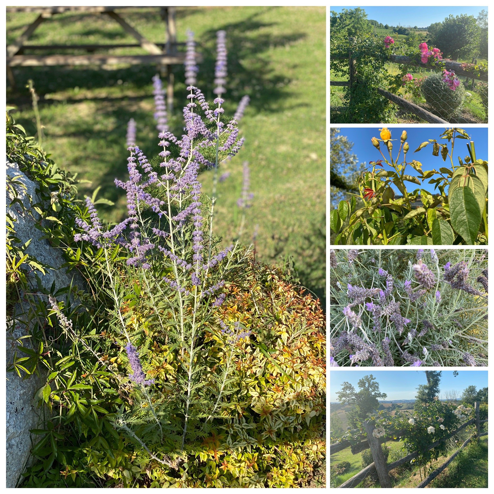 Agriturismo Surya-官方