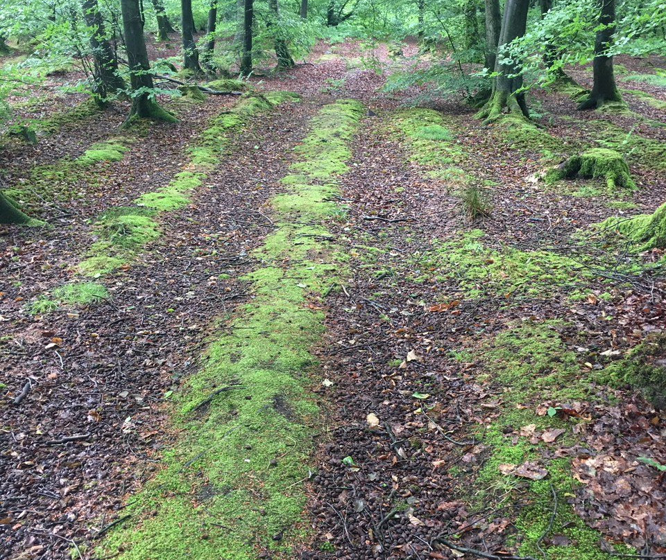 Beacon Hill Woods-Shepton Mallet必去景点