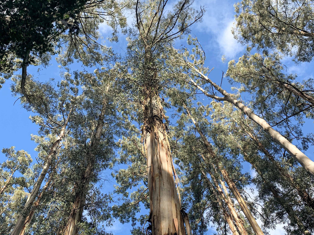 雪博鲁克森林-墨尔本必去景点