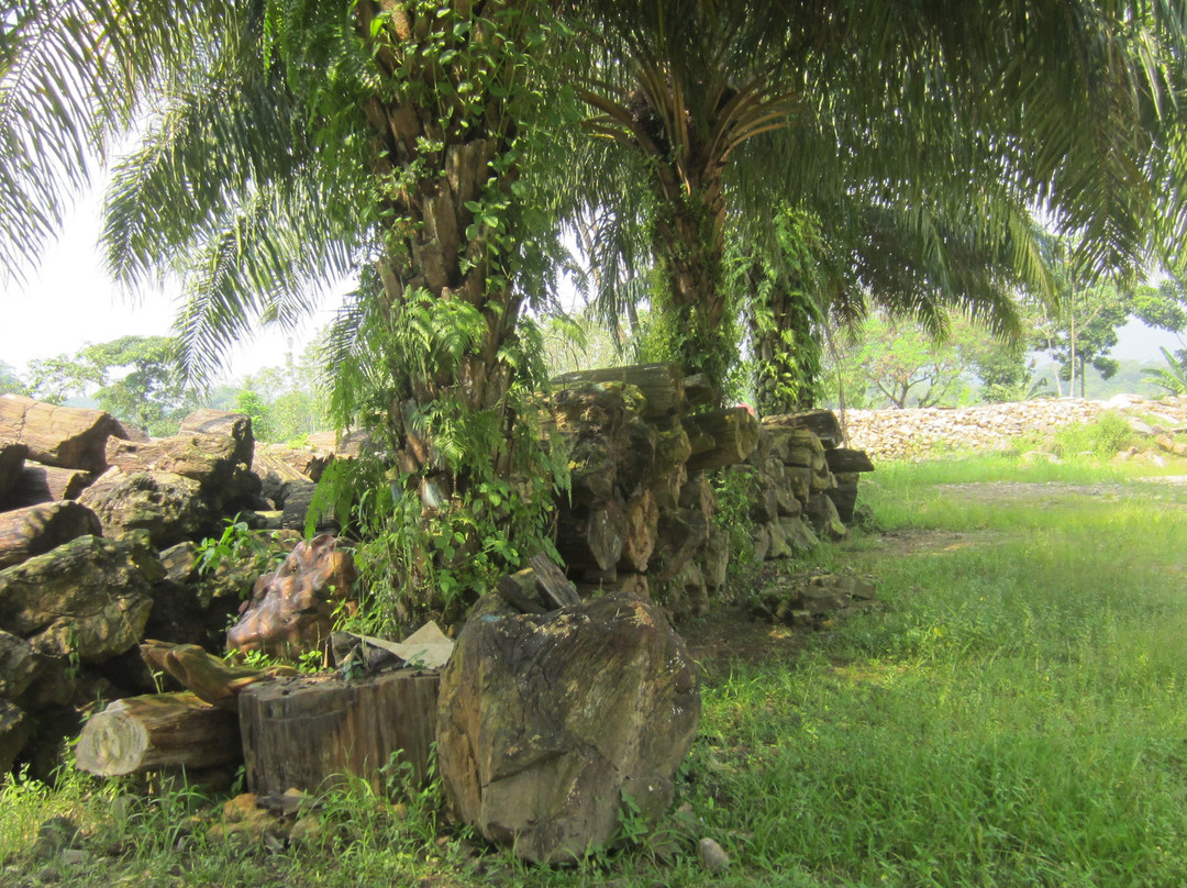Petrified Wood Indonesia-茂物必去景点