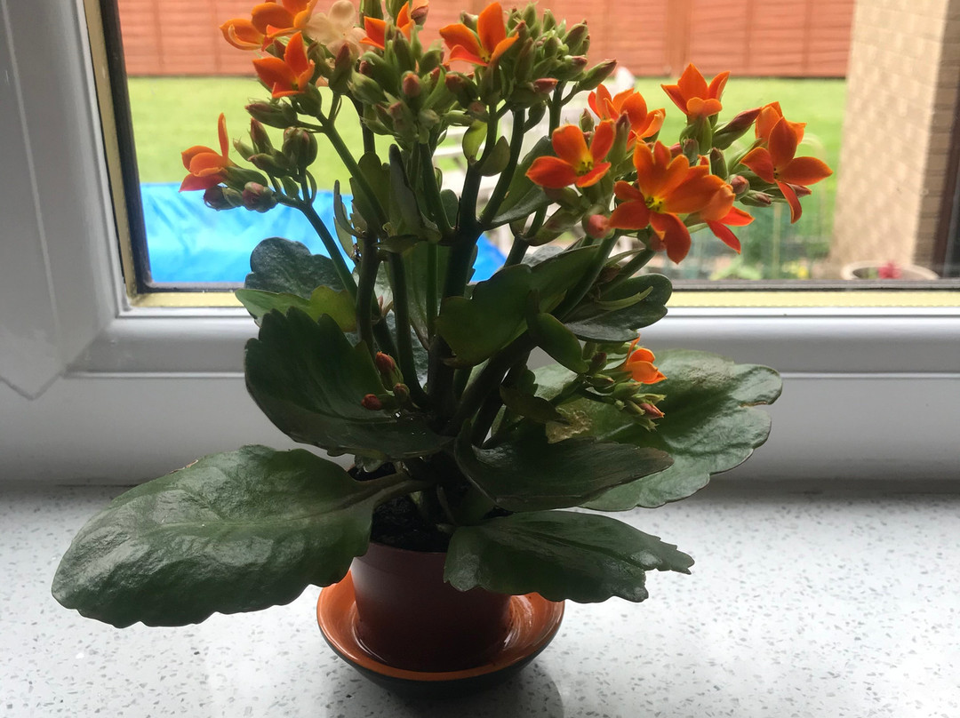 Willow Houseplants-Doune必去景点