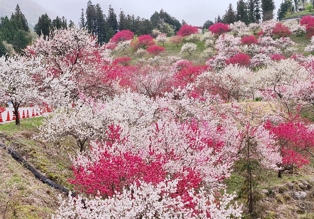 Hanamachi no Sato-阿智村必去景点