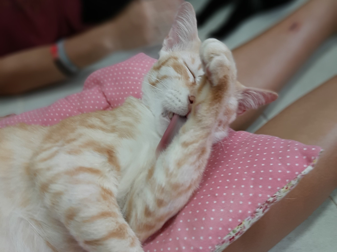 流浪狗基金会-普吉岛必去景点