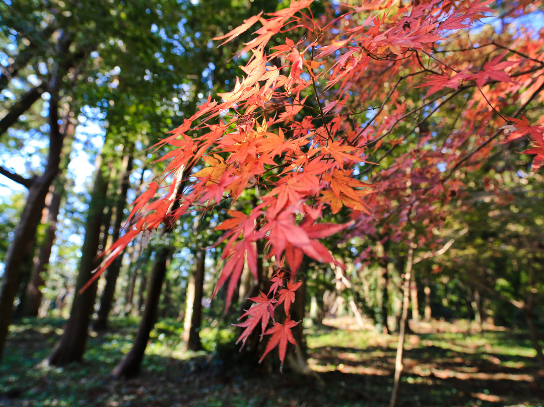 Hankoji Temple-匝瑳市必去景点
