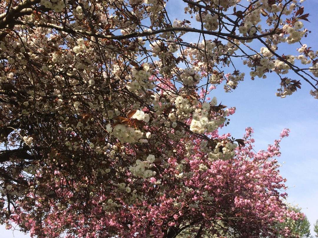 Braunstone Park景点图片