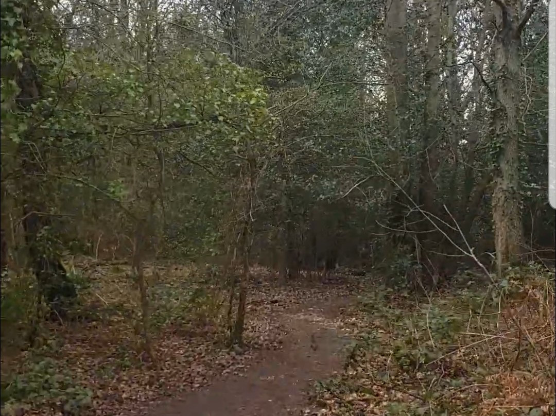 Pyrford Common景点图片