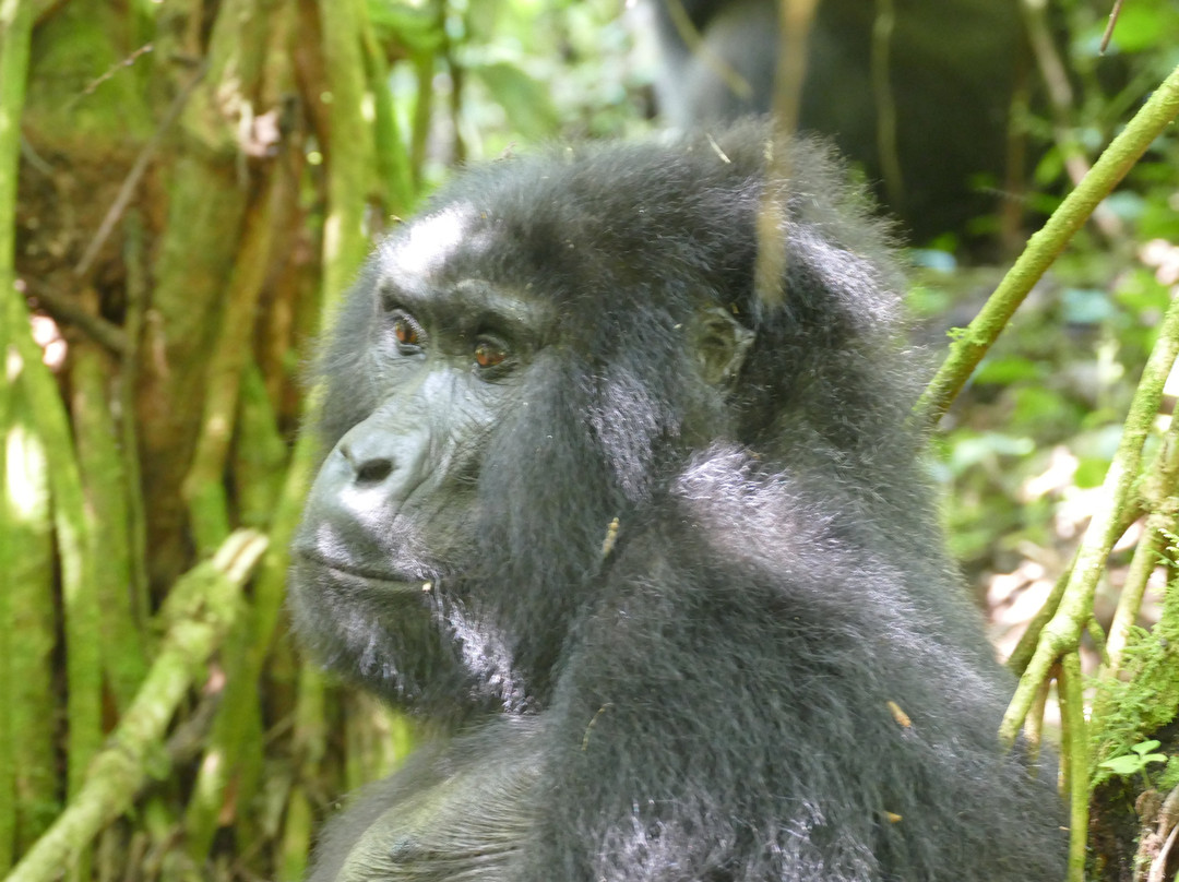 Travellers Rest Hotel主图