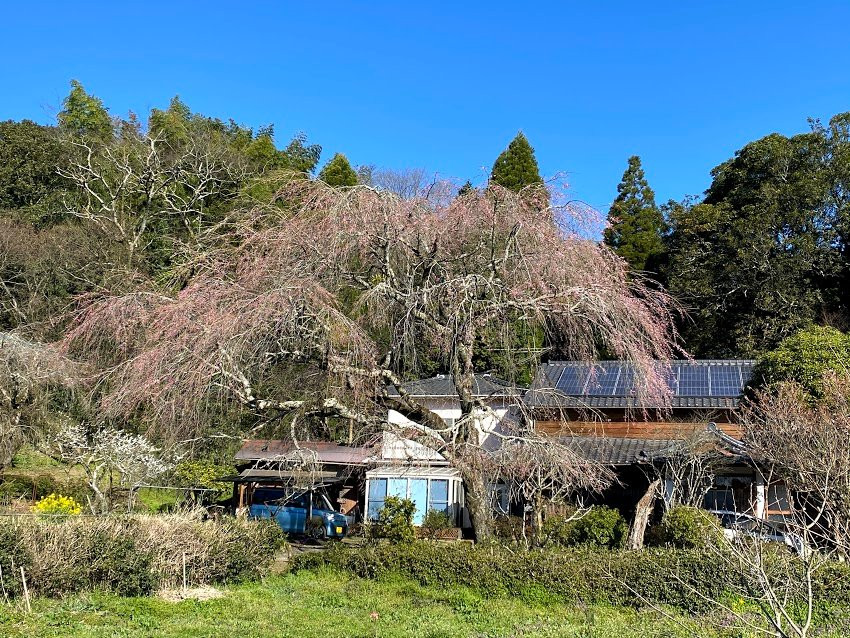 Miyagi no Sato Weeping Cherry Blossoms景点图片