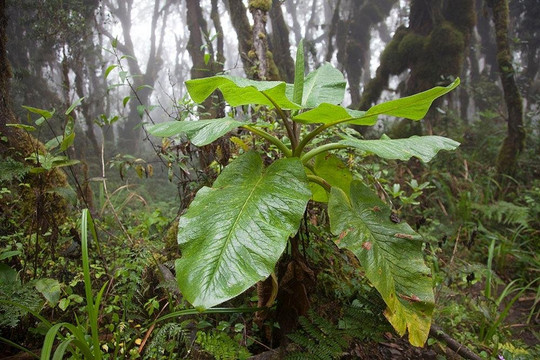 KILIMANJARO CLIMBING TOURS-芝加哥必去景点