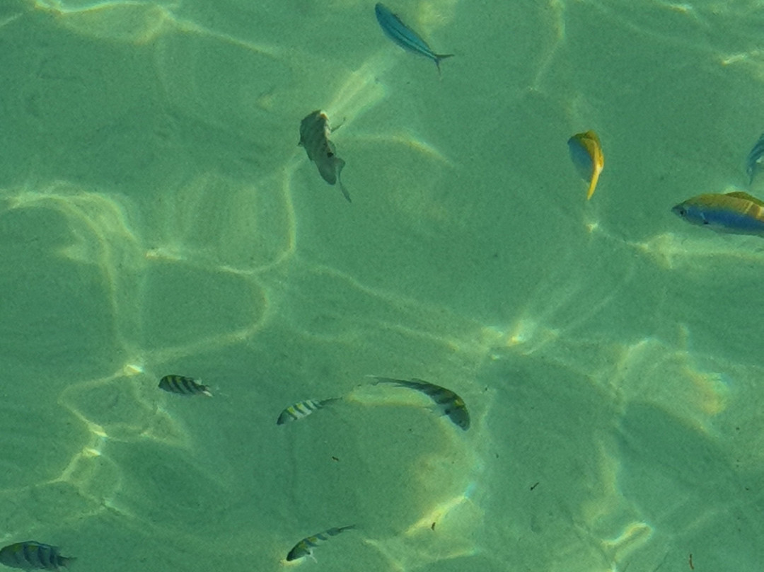 Netaji Subhash Chandra Bose Island-布莱尔港必去景点