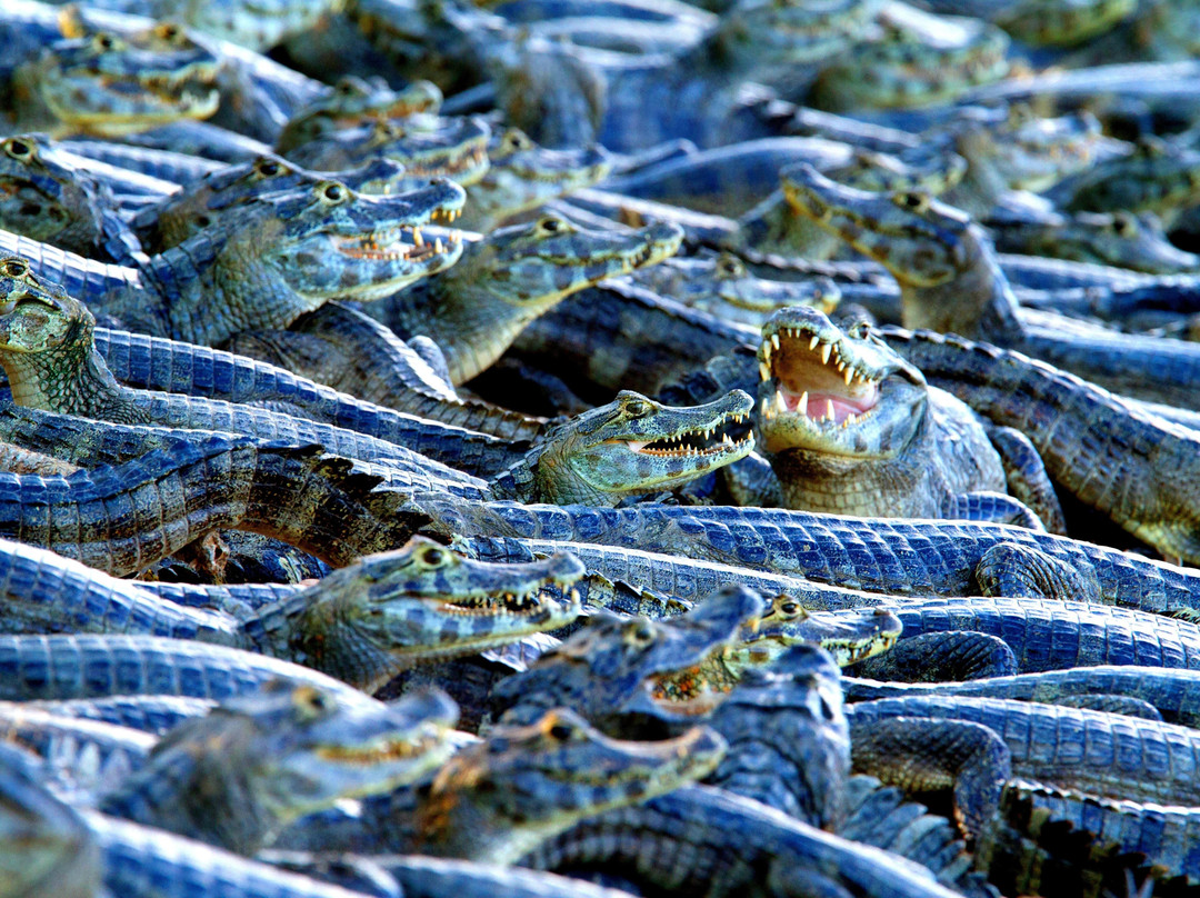 Boutique Travel Experts-大坎普市必去景点