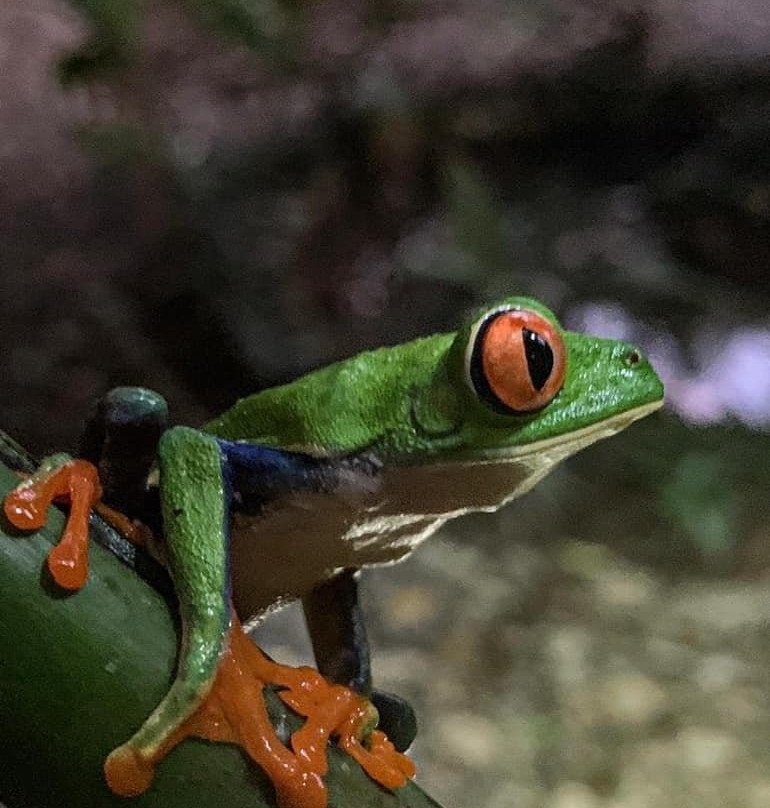 Monkey Park La Fortuna-La Fortuna必去景点