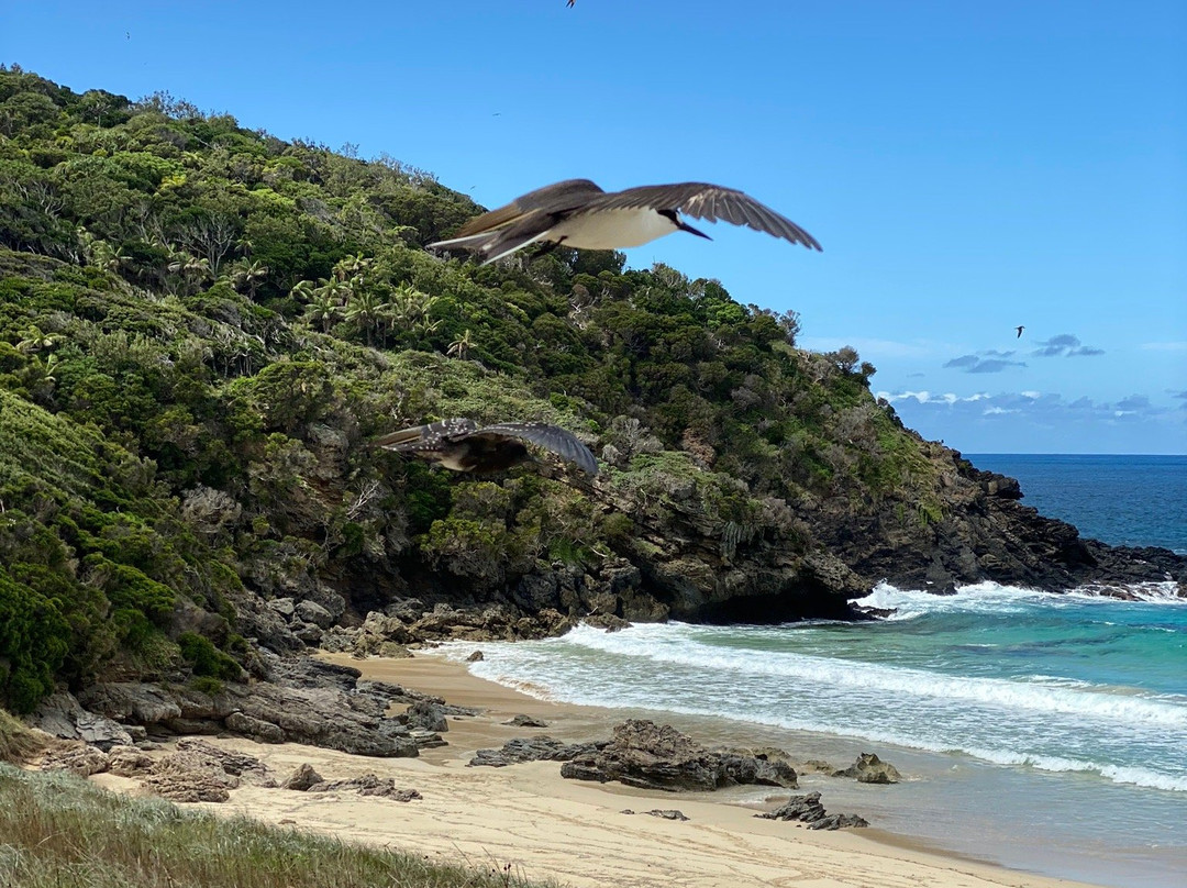 Blinky Beach-豪勋爵群岛必去景点