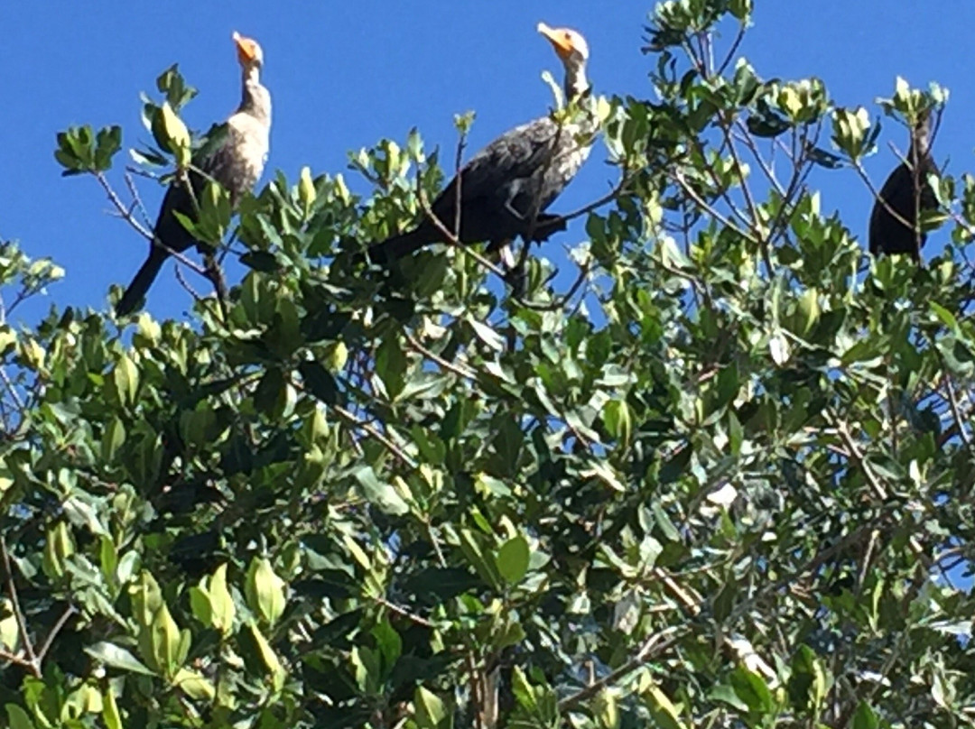 Flamingo Tours-塞莱斯顿必去景点