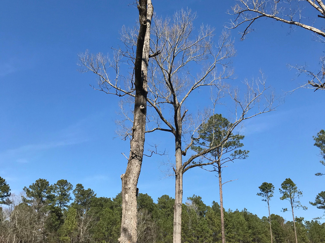 Harbison State Forest-哥伦比亚必去景点