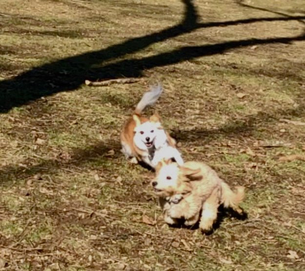 Central Park County Dog Park景点图片