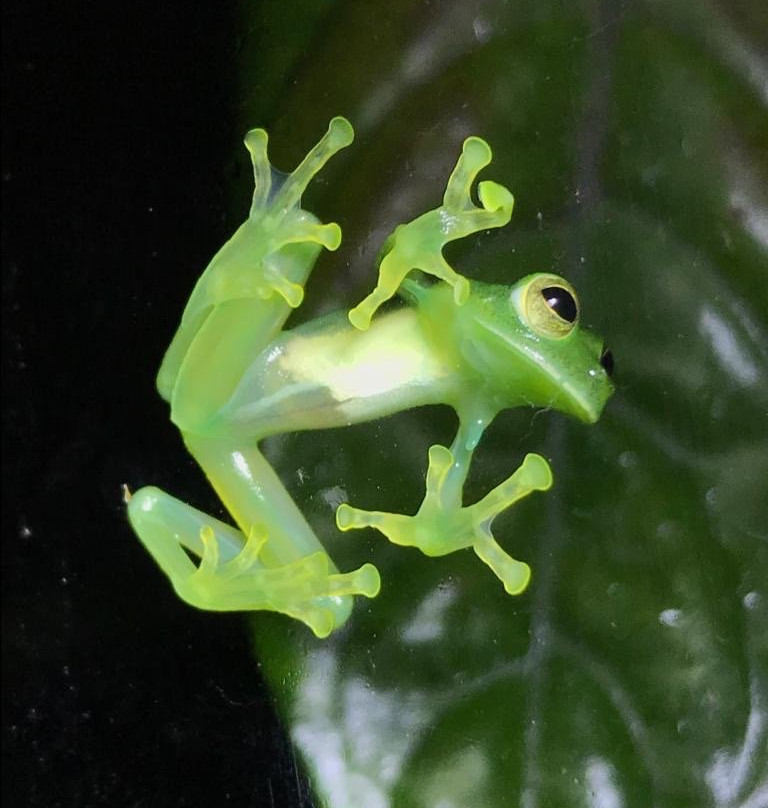 Hotel Cipreses Monteverde主图