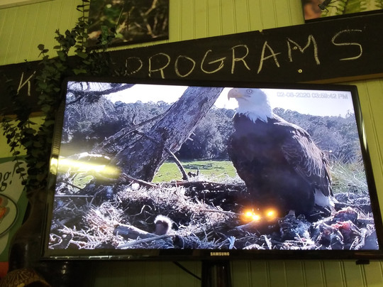 Crowley Museum and Nature Center-萨拉索塔必去景点