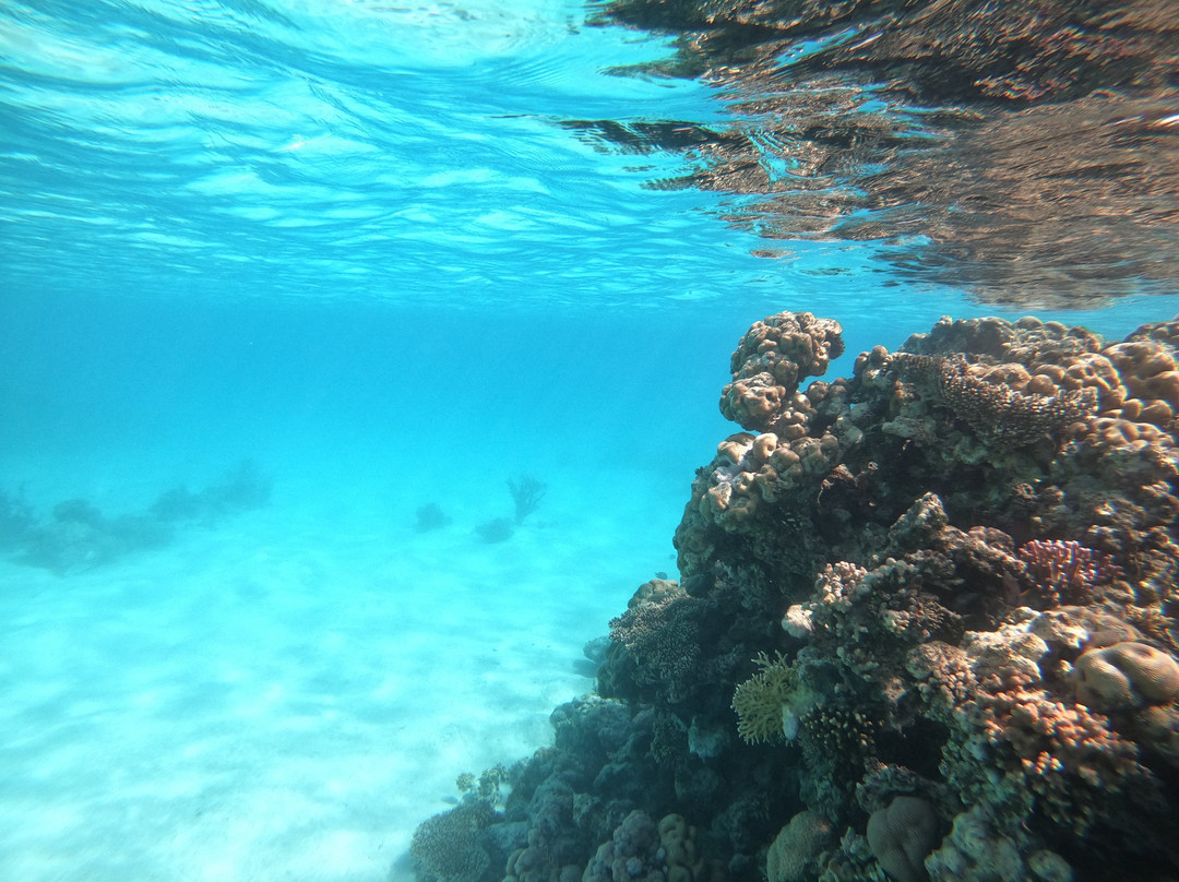 Saudi Diving Center-Yanbu必去景点