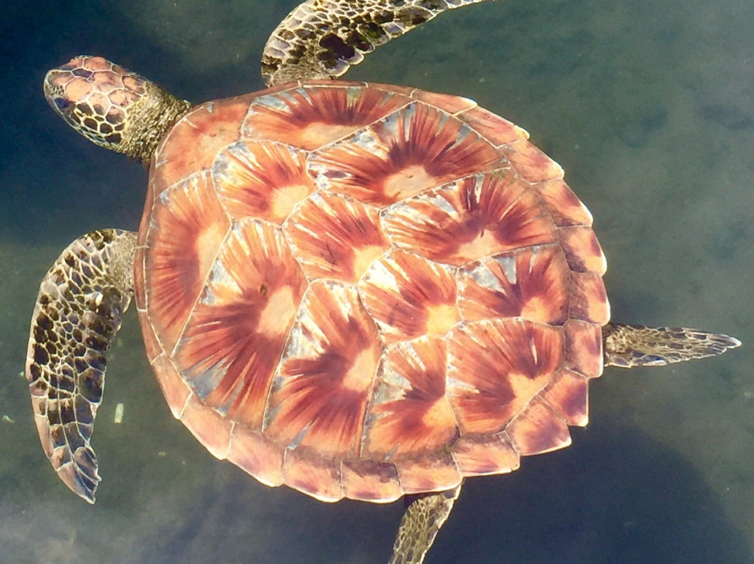 Swimming with Turtles-萨瓦伊岛必去景点