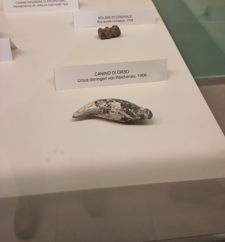 Museo Nazionale del Paleolitico-伊塞尔尼亚必去景点