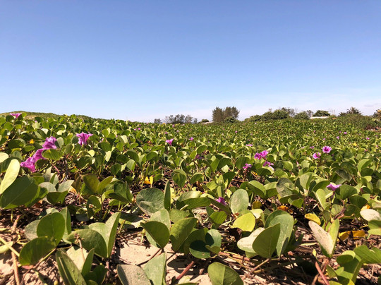 Sao Francisco De Itabapoana酒店住宿-Pousada do Flavio