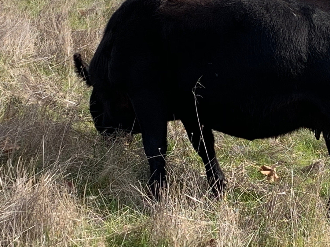 Coyote Lake Harvey Bear Ranch County Park-吉尔罗伊必去景点